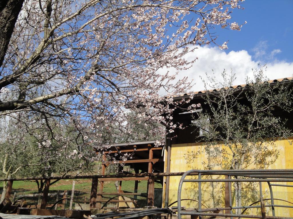 فندق Acutoفي  Agriturismo Le Valli المظهر الخارجي الصورة
